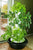 Foody 12 Hydroponic Tower - 44 Plant Ebb and Flow System